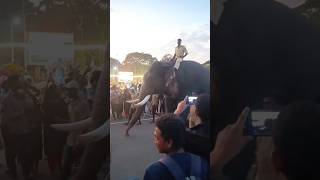 Mysore Jamboo Savari Elephants #mysore #mysorepalace #elephant #trending #youtubeshorts #shortsfeed