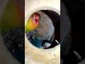 burung lovebird sudah bertelur #shorts #shotrsvideo #kandangternak #ternaklovebird #salamsatuhobby