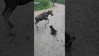 What happens when a moose meets a mountain dog?