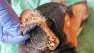 Help Removing 1000 ticks from dog   How To Remove Big Ticks From Dog's Ear Part 1