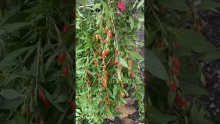 The easiest way to grow your own goji berries.