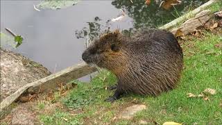 Tiere am Maasgrund-Weiher in Oberursel 2018 09 28 Film