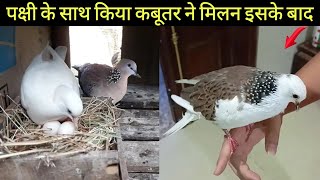 चितरोख पक्षी और कबूतर की जीवन कहानी | Bird story-39 | The life cycle of a Spotted Dove Bird & Pigeon