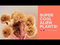 Otherworldly plants in C4D! (tutorial)