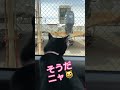 可愛い寝起きと会話【天才お喋り猫】 しゃべる猫 天才猫