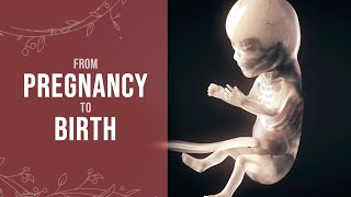 Pregnancy - How a Wonder is Born! (Animation)