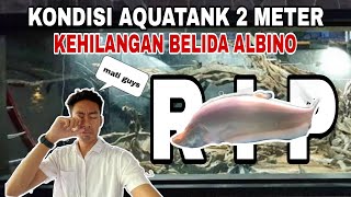 BELIDA ALBINO JUMBO PENGHUNI AQUATANK IKAN PREDATOR MATI ⁉️