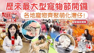 歷來最大型寵物節開鑼　各地寵物齊聚萌化香港灣仔！Hong Kong Petshow! #petshow #pet #香港 #寵物節