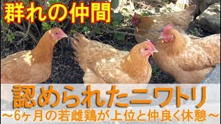 認められたニワトリ～6ヶ月目の若雌鶏が序列上位雌鶏と仲良く休憩できた～