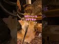 大事な話がある。やりたかったやつ😆💕 猫のいる暮らし ねこのいる生活 ねこ動画 cat ねこ ネコ 子猫 kawaii 大事な話がある