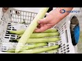 automatic cucumber knife peeler machine