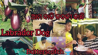 ଆମ ବାଡି କଦଳୀ କାନ୍ଧି||Labrador dog ର ଛୁଆ ଦେଖନ୍ତୁ||butterscotch icecream ବହୁତ୍ testy thila#odiyavlog