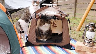 お庭キャンプを満喫するねこ。-Cats enjoy the garden camp.-