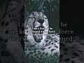 today i choose to run with the cheetah s. positivevibes motivationalvideo viral