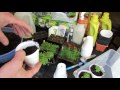 mfg 2016 transplanting over seeded herbs into cups 2 from 1 chives oregano thyme