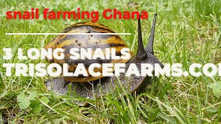 Aburi Trisolace 3 long Ghana Snails Project