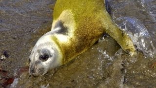 砂浜でひなたぼっこ？クラカケアザラシ目の前に(2011/10/09)