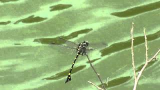 タイワンウチワヤンマ（Ictinogomphus pertinax）  2010     Video 04