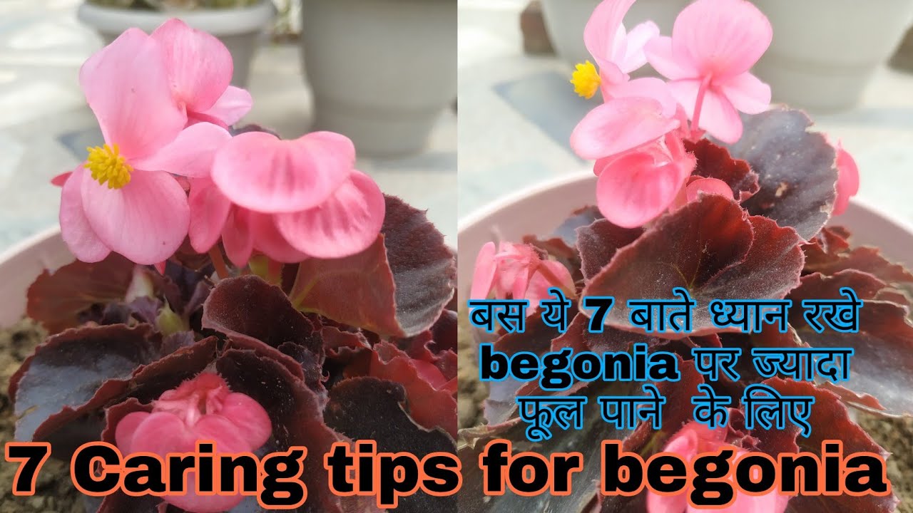 Begonia Flower Plant Caring And Growing Tips| Best Care Of Begonia ...