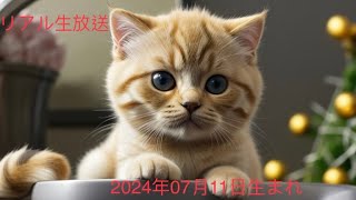 【猫が喜ぶ映像】リアル生放送中:  子猫の生後1日からの成長過程を生中継する世界で唯一の生中継🥰🥰🥰可愛い猫の子、🥰毎日癒されています❤ 可愛い猫が好きです❤.