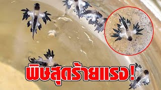 ผงะ มังกรจิ๋ว Blue dragon โผล่หาดกะรน ภูเก็ต เตือนห้ามจับเด็ดขาด พิษสุดร้าย