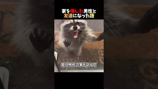 アライグマの家を壊した男性がアライグマと友達になった語