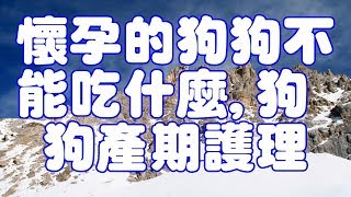 懷孕的狗狗不能吃什麼,狗狗產期護理