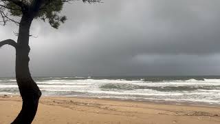 비 온 뒤 해변의 모습, 주문진해변. 해송, 파도. Ocean waves and pine trees #coastalviews #soundofwaves #beach