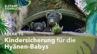 Ein Laufstall für die Hyänenbabys (Folge 75) | Elefant, Tiger \u0026 Co. | MDR