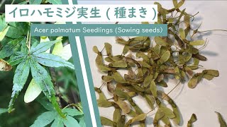 イロハモミジ実生（種まき）2021.09.28　(Acer palmatum Seedlings(Sowing Seeds))