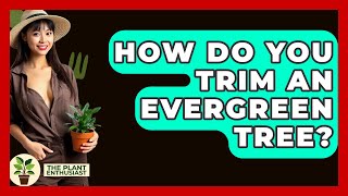 How Do You Trim An Evergreen Tree? - The Plant Enthusiast