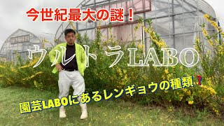 ウルトラLABO  今世紀最大の謎！園芸LABOにあるレンギョウの種類❓