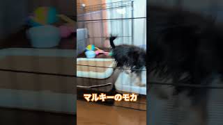 [子犬4ヶ月]ミックス犬マルキーのモカ　#4ヶ月 　#マルチーズ　#ヨークシャテリア　#ミックス犬　#マルキー　#マルーキー　#子犬　#仔犬　#4ヶ月ベビー 　#犬のいる生活 　#多頭飼いの日常