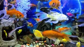 Aquarium Water sounds and koi fish