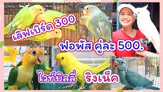 ว๊าวว!! เลิฟเบิร์ด 300  ฟอพัสคู่ละ 500