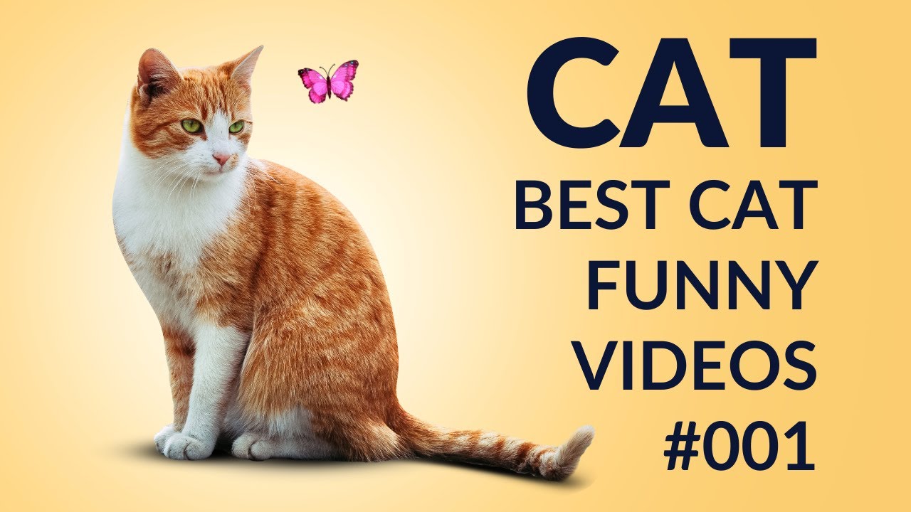 Best Cat Funny Videos Of The 2023 ёядг Funniest Cats Videos ёяш ёяшн 001
