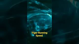 Tiger Run Speed