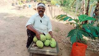 ചീമപ്ലാവ് / കടപ്ലാവ് കൃഷി ചെയ്ത് ചിലവില്ലാത്ത ഒരു വരുമാനമാർഗ്ഗം ഉണ്ടാക്കാം