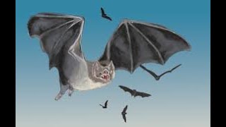 100,000-Year-Old Fossil of Giant Vampire Bat