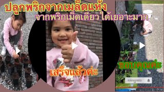 ผักไทยในเบลเยี่ยมวิธีปลูกพริกตอนกักตัวโควิด19ปลูกผักเมืองหนาวอากาศเย็น คนไทยในต่างแดน สะใภ้เบลเยี่ยม