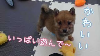 【豆柴】子犬　10/29　男の子♂3　摂州宝山荘　mameshiba dog Puppy （mame shiba inu)