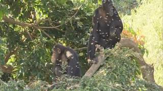 Lake Fly Swarm - Chimpanzee - Uganda