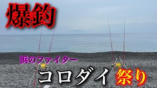 イシダイが釣れた浜でコロダイ爆釣！