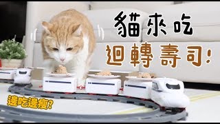 【黃阿瑪的後宮生活】貓來吃迴轉壽司！順便減肥！