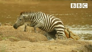 Shani the Zebra's incredible escape from ferocious crocodiles - BBC