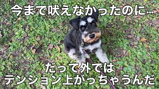 【犬との一人暮らし】１歳過ぎて吠えるようになった犬…落ち着かせる練習中！