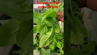 শীতকালে তিনবার মূলের শাক কিভাবে চাষ করবেন #gardening #garden #rooftopvegetablegarden