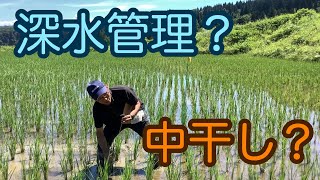 【2020年米作り】稲の生育調査と茎数を踏まえた水管理の方法