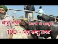 ਲੋਕਾਂ ਦੀ ਕੀ ਮਜਬੂਰੀ 100 🦬 buffalo ਕਾਟੂ ਮਾਲ dhillonsardar sandhudairyfarm