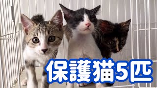 【保護猫】子猫ちゃん5匹のプロレスごっこ🐾